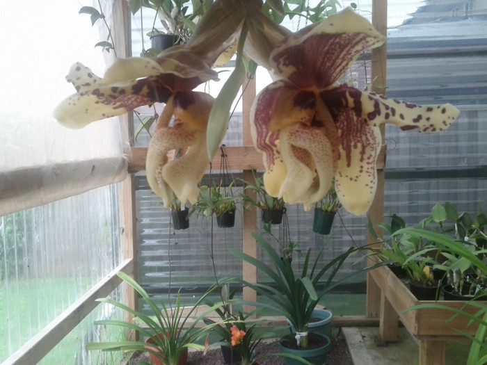  - Stanhopea nigroviolacea Atlantis