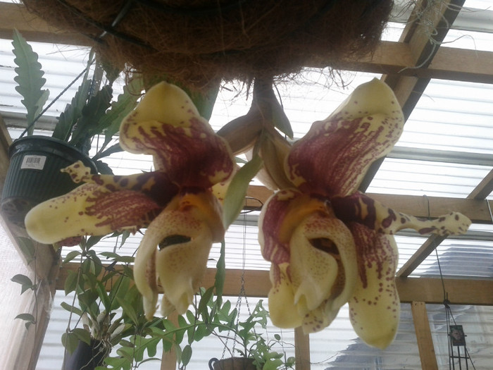 iar parfumul - Stanhopea nigroviolacea Atlantis