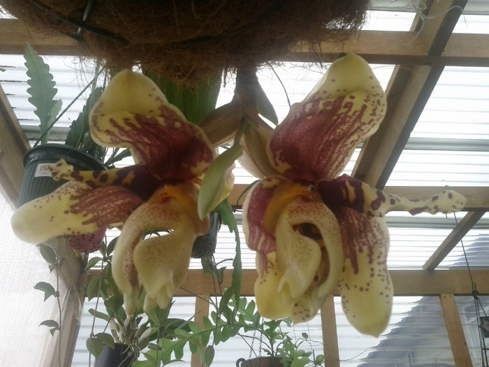 este.. - Stanhopea nigroviolacea Atlantis