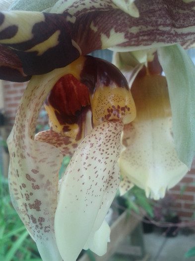 DEMENTIAL - Stanhopea nigroviolacea Atlantis