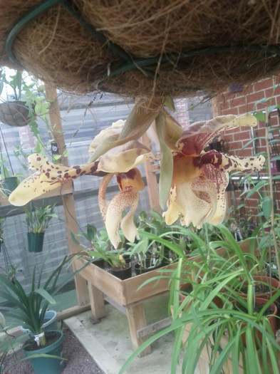 12.01.11 - Stanhopea nigroviolacea Atlantis