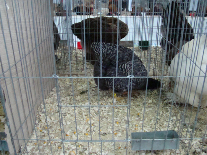 expo (169) - EXPO BAIA MARE 2012