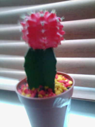 draga prietena virtuala