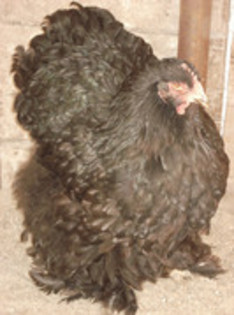 52947018_UPEARVL2 - COCHINCHINA NEGRU si BOBAT - Arhiva
