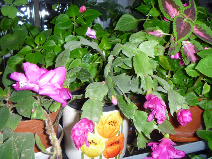 Craciunita roz - Florile mele Nov2011