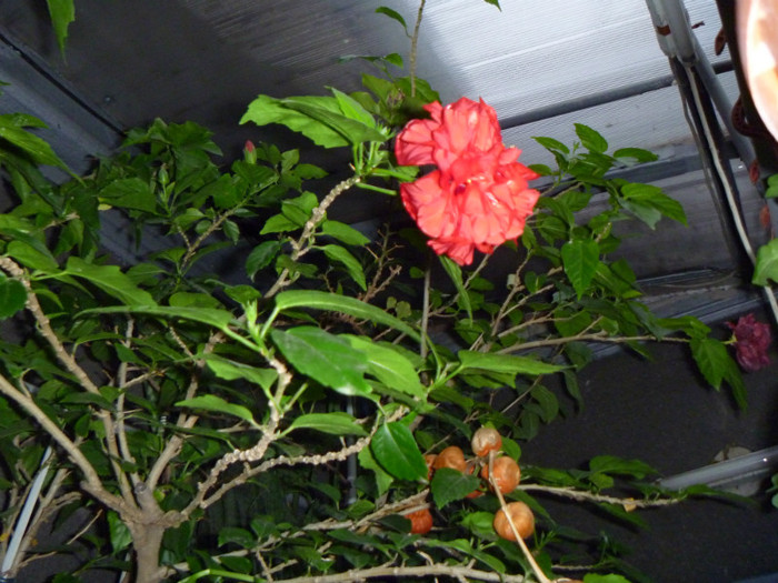 Trandafir japonez batut - Florile mele Nov2011