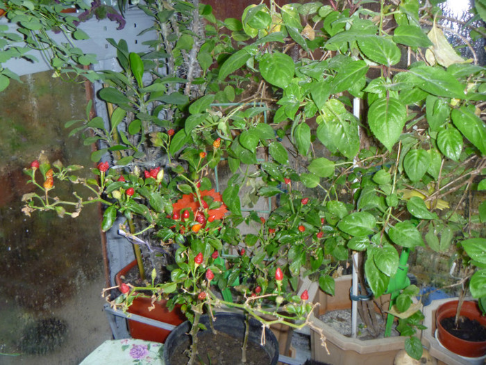 Ardei mici iuti; Ardei mici iuti
