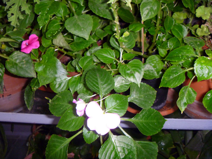 Sporul casei; Sporul casei
