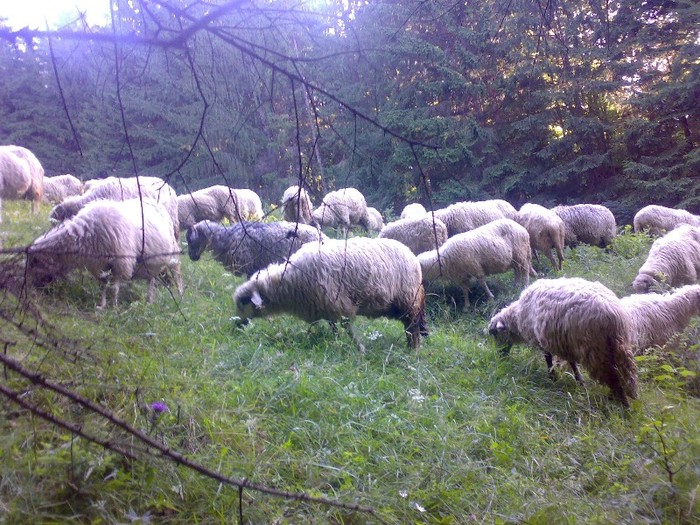 280120062456 - la stana 2011