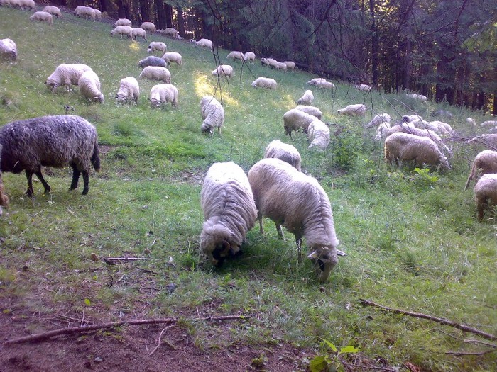 280120062466 - la stana 2011