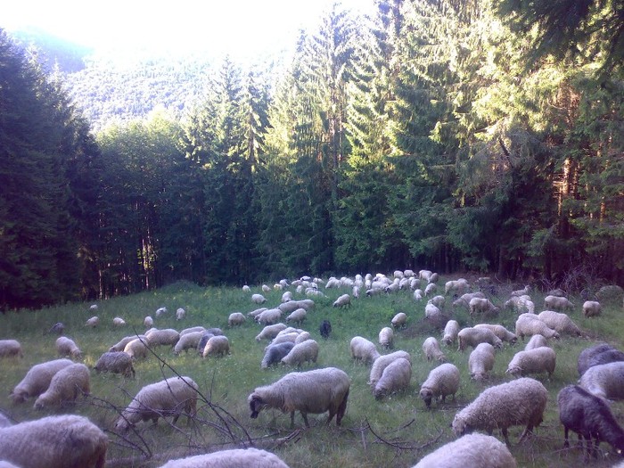 280120062472 - la stana 2011
