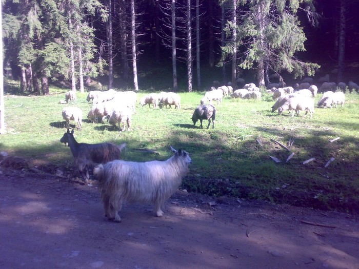 280120062493 - la stana 2011