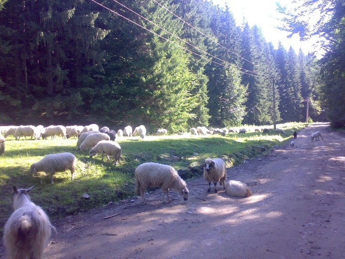 280120062494 - la stana 2011
