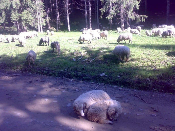 280120062495 - la stana 2011