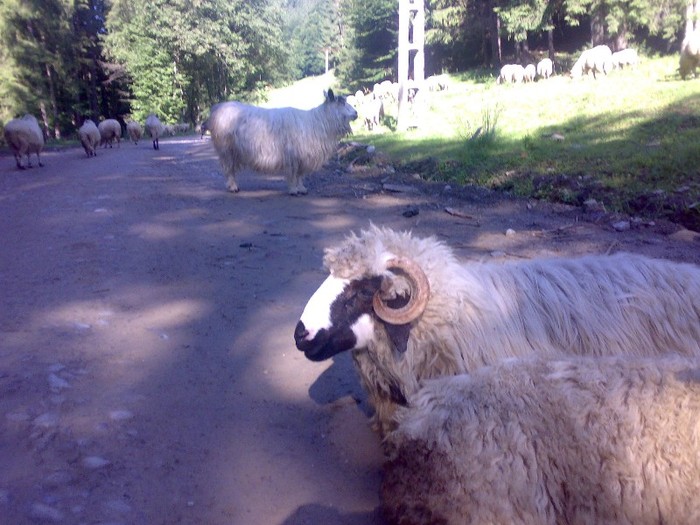 280120062507 - la stana 2011