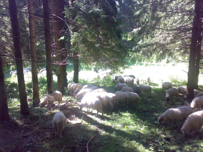 280120062522 - la stana 2011