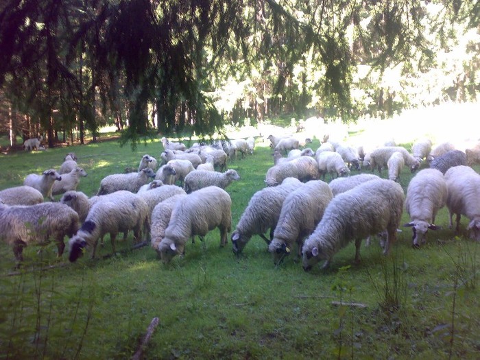280120062526 - la stana 2011