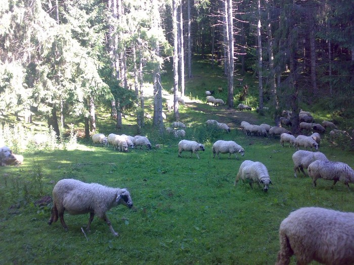 280120062537 - la stana 2011