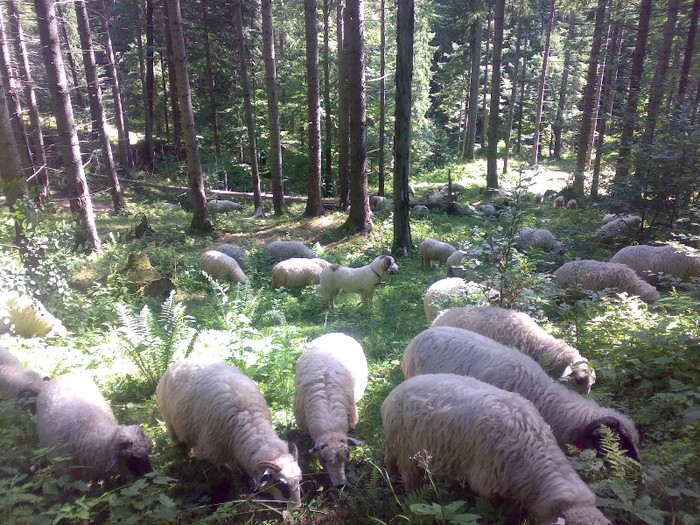 280120062573 - la stana 2011