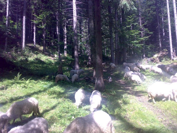 280120062582 - la stana 2011