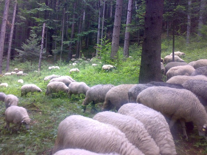 280120062586 - la stana 2011