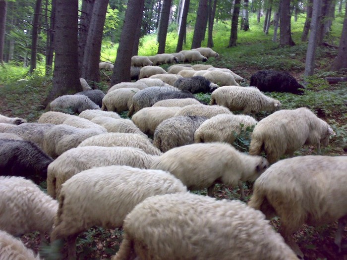 280120062615 - la stana 2011