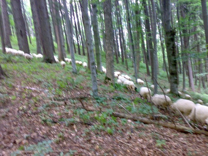 280120062620 - la stana 2011