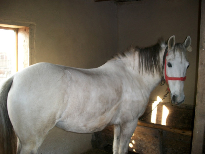 ALIM0346 - calul meu