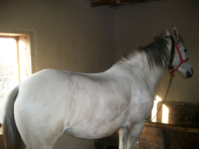 ALIM0347 - calul meu