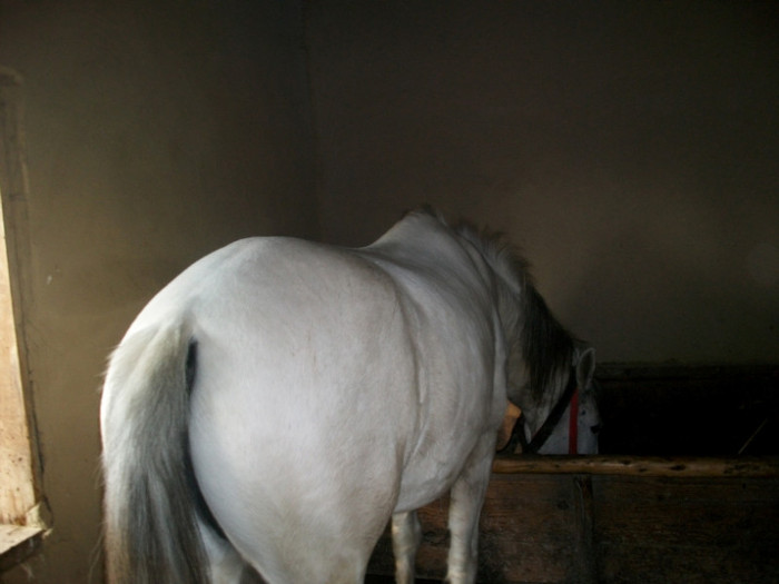 ALIM0357 - calul meu
