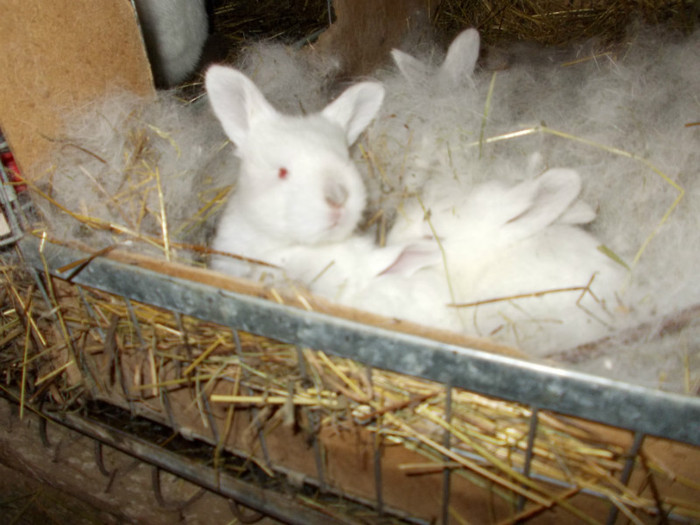 DSCN0673 - a a a a 10 01 2012