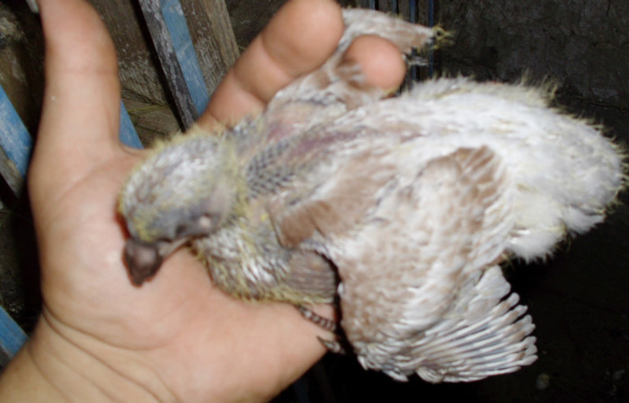 M 2011 - Porumbei pe care nu-i mai detin