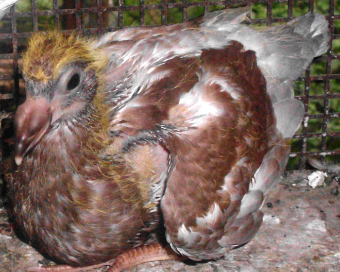 F 2011 - Porumbei pe care nu-i mai detin