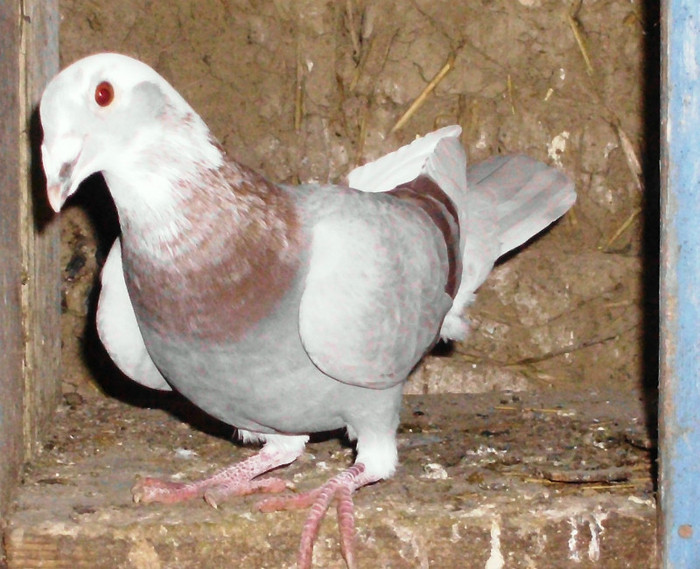 M 2011 - Porumbei pe care nu-i mai detin