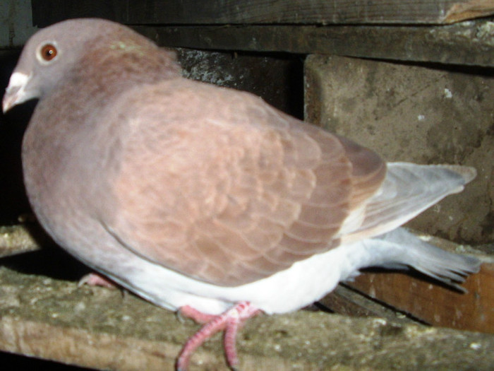 F 2005 - Porumbei pe care nu-i mai detin
