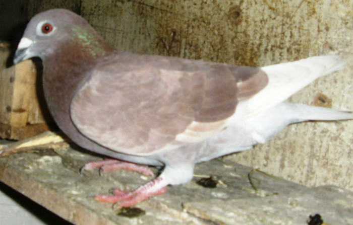 M 2004 - Porumbei pe care nu-i mai detin