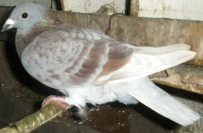 M 2005 - Porumbei pe care nu-i mai detin