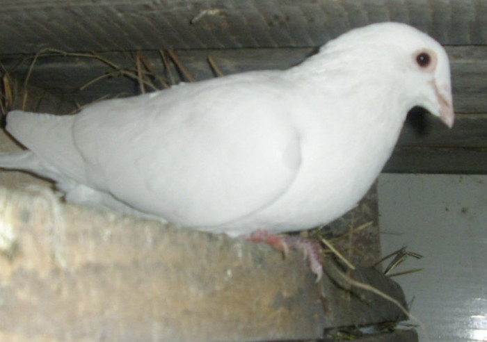 M 2004 - Porumbei pe care nu-i mai detin
