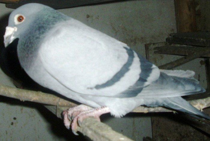 M 2002 SUPRAVIEŢUITORUL - Porumbei pe care nu-i mai detin