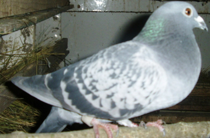 F 2005 - Porumbei pe care nu-i mai detin