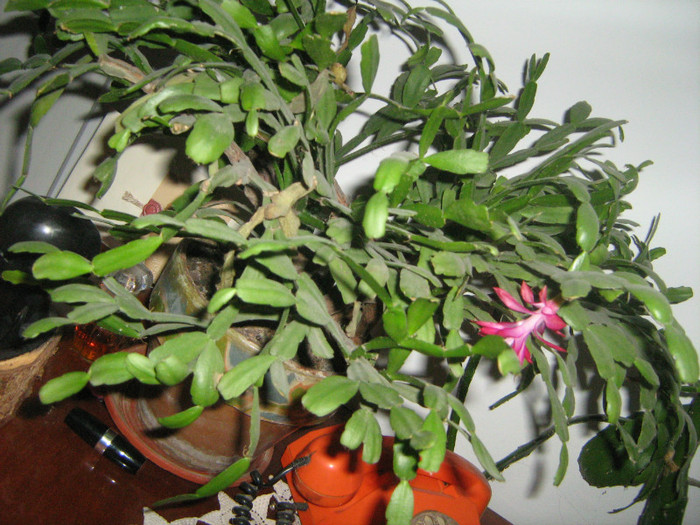 20 dec - Zygocactus truncatum