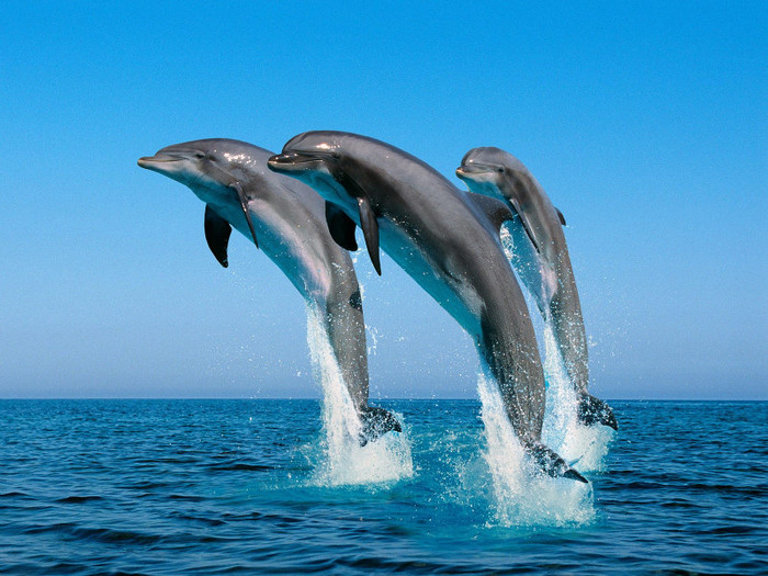 dolphins - POZE TARI_DEEA