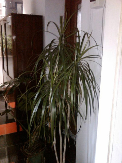 dracena