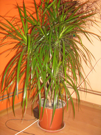 IMG_5858 - dracena