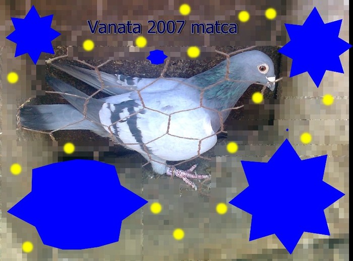 Vanata 2007 - POZE NOI FEMELE 2012