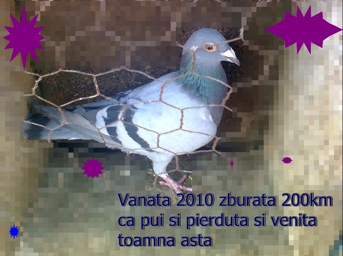 vanata 2010 - POZE NOI FEMELE 2012