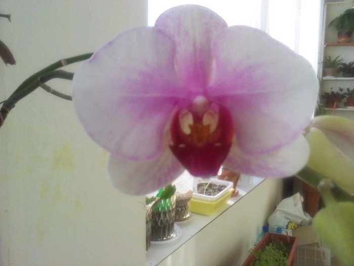 prima floare 5.01.2012 - orhidee 2012