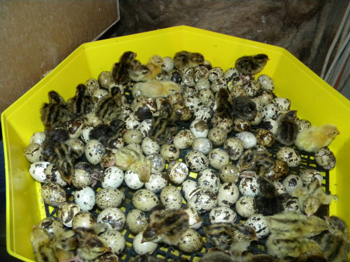 DSCN1683 - prepelite