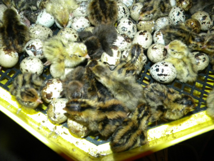 DSCN1684 - prepelite