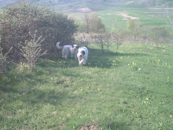 Iasi 2004 Apr25011